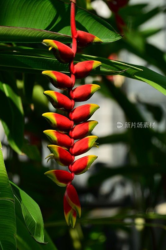 Heliconia /龙虾爪/巨嘴鸟峰